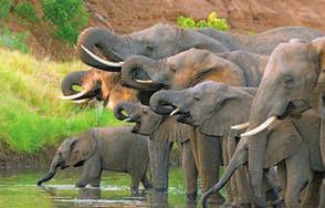 Parque Kruger Pretoria Johannesburgo SUDÁFRICA Mauricio 4 Fauna salvaje (Elefantes) África 3 Ciudad del Cabo Cráter Trou Aux Certs, el más impresionante de la isla, testimonio del origen volcánico de