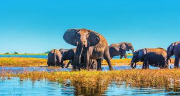 3000 3000-M KENYA ESENCIAL KENYA Lago Nakuru/Naivasha Aberdares Masai Mara + Nairobi (Iti. 3000-M) Fauna salvaje (Elefantes) África 4 Port Louis (Iti. 3000-M) MAURICIO 3000 7 9.