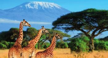 3605 PINCELADAS DE KENYA Y TANZANIA Masai Mara KENYA Lago Naivasha Nairobi + (Iti. 3605-M) Port Louis 3 MAURICIO Ngorongoro Amboseli Tarangire (Iti.