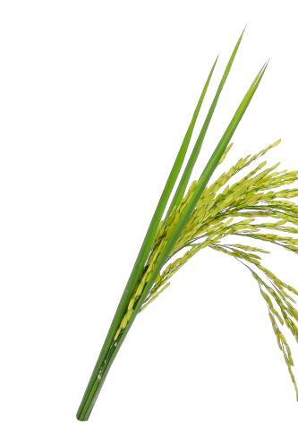 liberalización del mercado comunitario, tiene múltiples efectos sobre el sector del arroz, lo cual supondrá el aumento en la oferta disponible en el mercado, y como consecuencia la bajada en los