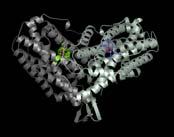 El (III) puede reemplazar al Zn(II) en proteínas