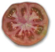 Y segundo, que hay variedades con una mayor tendencia a dar tomates pequeños, el caso de Bond, y otras, caso de Caramba, más tendentes a dar tomates grandes, aunque deformados.