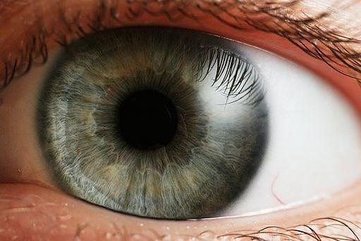 PROCESO DE LA VISIÓN El ojo es la «ventana» avanzada del cerebro que comprende el bulbo del ojo y el nervio óptico.