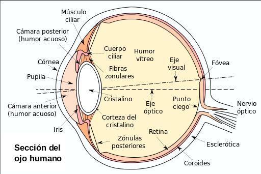 PROCESO PSICOFÍSICO DE LA VISIÓN Los rayos luminosos convergen por la presencia del cristalino (lente) e impresionan la retina La luz penetra a través de la córnea y del humor acuoso antes de