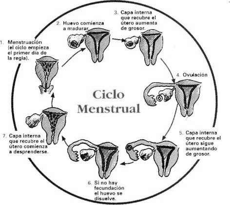 El inicio del ciclo se caracteriza por los niveles bajos de hormonas y el sangrado menstrual.