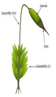 El gametófito desarrolla gametangios, anteridios y arquegonios (arquegoniadas).