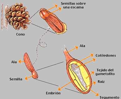 La semilla es una estructura protectora por medio de la cual la planta embrionaria puede dispersarse y permanecer latente hasta