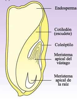 Una semilla incluye el embrión (el esporófito latente, joven), una reserva de tejido nutritivo y una cubierta protectora externa.