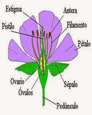 Pistilo: Órgano reproductor femenino de las plantas fanerógamas, que tiene fo rma de botella y está en el centro dela flor, rodeado por los estambres Ovario: Órgano sexual de la flor, situado en el