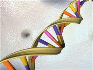 Todas las células contienen ADN (ácido desoxirribonucléico) en algun momento de su vida.