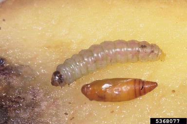 CICLO BIOLÓGICO El ciclo biológico de las polillas pasa por cuatro estadios diferentes: adulto, huevo, larva (oruga) y pupa. Adultos.