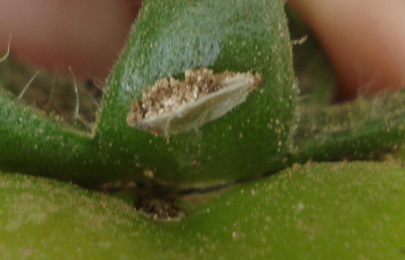 Las larvas se alimentan de las hojas y tallos, realizando galerías.