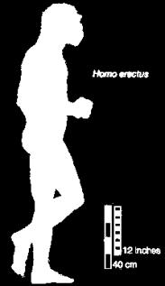 Homo erectus Homo erectus, hace 1.5 millones de años.