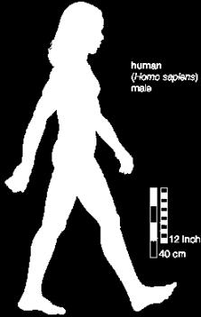 Homo sapiens sapiens El Paleolítico Superior está asociado a la aparición del Homo sapiens. Homo sapiens sapiens es la especie a la cual pertenecemos los seres humanos modernos.