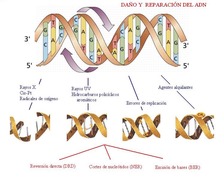 Reparación de DNA por Escisión Implica la remoción del DNA dañado incluyendo