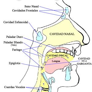 34 de las cuerdas vocales, para dar lugar a la señal acústica expulsada a la salida de la boca y la nariz. En la figura 2.7 se muestran los órganos de articulación. Figura 2.