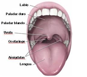 36 Figura 2.8: articuladores de la cavidad vocal 2.1.