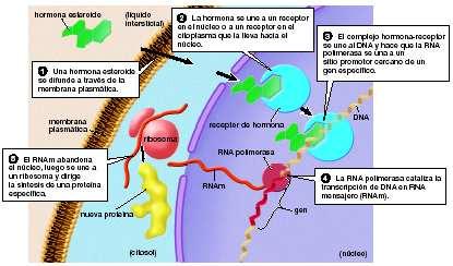 1. Una hormona esteroide se difunde a través de la membrana plasmática. 2. La hormona se une a un receptor en el núcleo o a un receptor en el citoplasma que la lleva hacia el núcleo. 3.