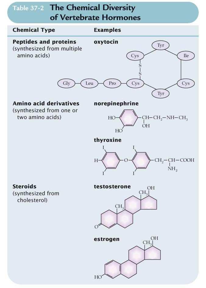 Testículos: andrógenos: en especial testosterona Ovarios: estrógenos, progesterona Hormonas endocrinas Hay tres clases de hormonas endocrinas en los