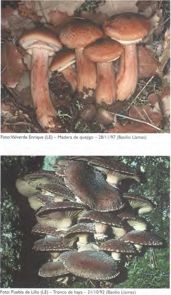 AGARlCOMYCETlDAE TRlCHOLOMATALES TRlCHOLOMATACEAE 245 Armillaria bulbosa (Baria) Romagn. Sinönimos: Armillaria gallica Maxmüller& Romagn.