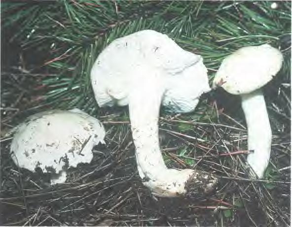 Pie de 4-8 x 1-1,5 cm, algo claviforme, concoloro con el sombrero o algo más pálido sobre todo en lo alto y con fibrillas o escamas parduscas más abundantes hacia la base. Carne blanca.