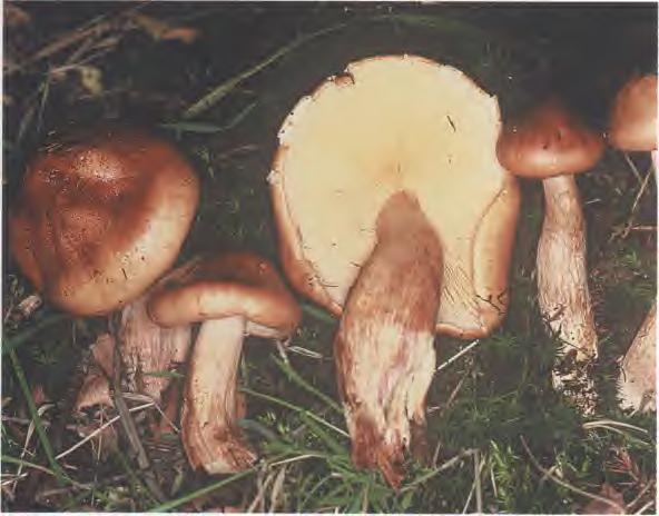 258 AGARlCOMYCETlDAE TRlCHOLOMATALES TRlCHOLOMATACEAE Tricholoma fulvum (Bull.:Fr.) Sacc. Sinönimos: Tricholoma flavobrunneum (Fr.) Kumm.