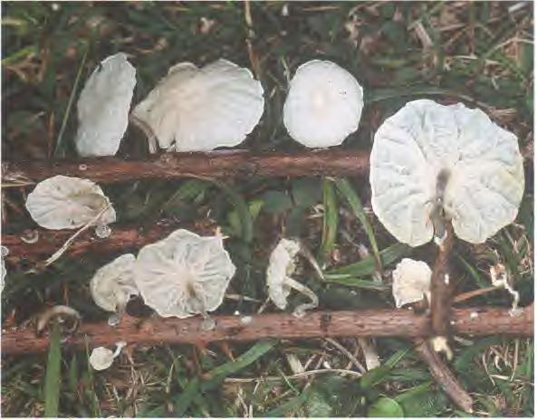 Cutícula formada por hifas coraloides, verrugosas (estructura ramealis). HÁBITAT: Fructifica de forma gregaria sobre ramitas muertas de planifolios, tambièn de Rubus (zarzas). Verano-otoño.