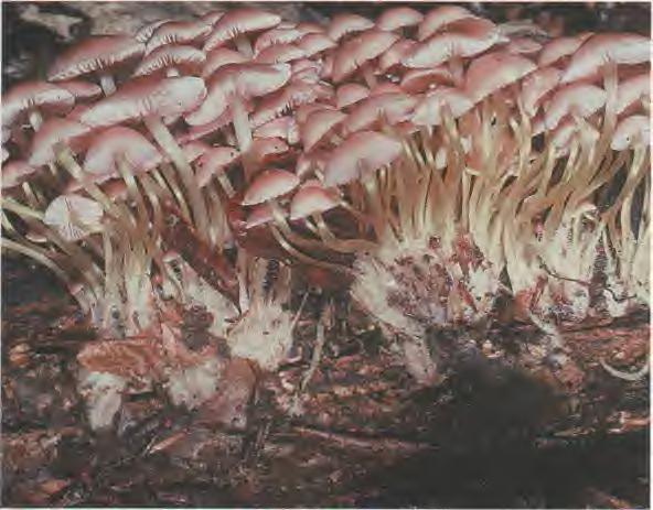 Pleurocistidios si milares cuando están presentes. Cutícula formada por hifas paralelas, ornamentada de excrecencias verrugosas.
