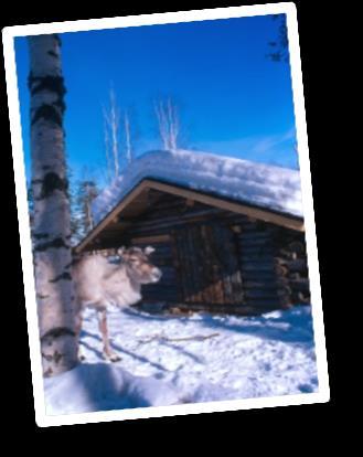 EXCURSIONES auténticas: o Motos de nieve (3 hr) o Paseo en trineo de perros huskies (10 km: 1.