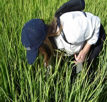 El Arroz y su relación con el agua El arroz es el único cultivo de cereal que puede sobrevivir períodos de sumersión en agua, gracias a las estrategias de adaptación que