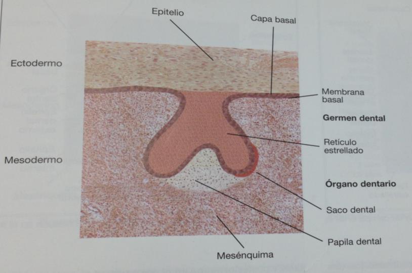 A lo largo de la membrana basal se originan 20 lugares específicos (10 en el maxilar y 10 en la mandibula), donde las células mas internas del epitelio bucal adyacentes a la membrana basal, tendrán