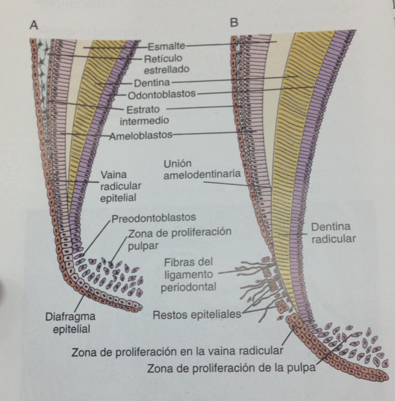3.1.3. Rizogénesis A medida que se desarrolla la corona, la proliferación celular continua en la región cervical o base del órgano del esmalte, donde las células de los epitelios interno y externo
