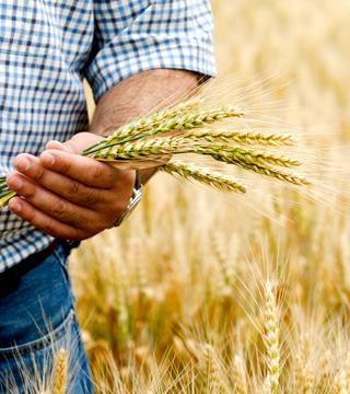 EJEMPLO DE COBERTURA CON FUTUROS El 3 de mayo de 2018, un agricultor de cereales que estima producirá 1.000 tm decide que quiere protegerse en contra de una bajada en el valor del trigo.