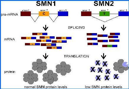 AME y SMN2 Ensamblaje alternativo 15% proteína funcional No compensa la falta de expresión del gen SMN1