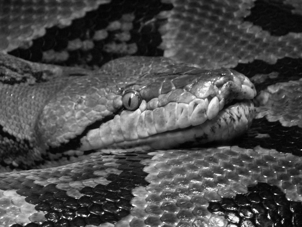 Tekst 2 Luisa, una serpiente peculiar Luisa es el nombre con que conocen los cuidadores de reptiles del Zoo de Louisville (Estados Unidos) a una singular serpiente pitón (Python reticulatus, la