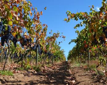 490 BOWines surge con el propósito de desarrollar la pasión por el vino a través de la búsqueda de variedades de uva y zonas que permitan