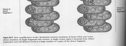 TECNOLOGÍA DEL DNA RECOMBINANTE 1973 - Berg, Boyer y Cohen Primeros