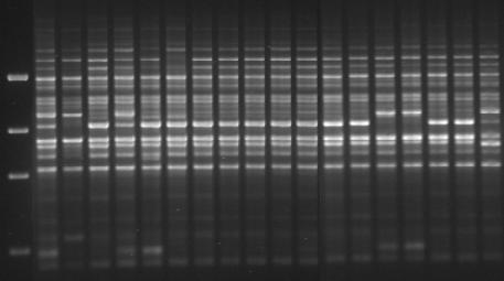 RAPDs (Random ampliflied polymorphic DNA) Ventajas Se utilizan primers diseñados al azar.