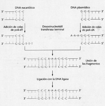 palindrómicas y el ccorte es simetrico AAGCTT TTCGAA - Isoesquizomeros: existen enzimas que reconocen la misma secuencis pero con distinta