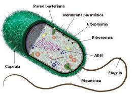 Bacteria Criterios de clasificación: Virus Riesgo de