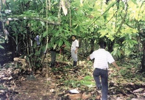 Monitoreo de escarabajos realizado por finqueros indígenas de Talamanca, Costa Rica (foto: Archivo Proyecto Cacao y Biodiversidad CATIE-GEF-Banco Mundial).