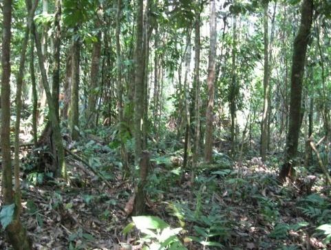 pluvial Premontano Tropical transicional a bosque muy húmedo Tropical bmh-pt/bh-t: bosque muy húmedo-premontano Tropical transicional a bosque húmedo Tropical bh-t: bosque húmedo-tropical La empresa