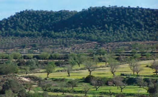 En Sierra y la Dehesa de Campoamor, futuro Parque Natural enclavado en la zona más meridional de la Comunidad Valenciana, podemos encontrar una gran biodiversidad de especies animales y vegetales que