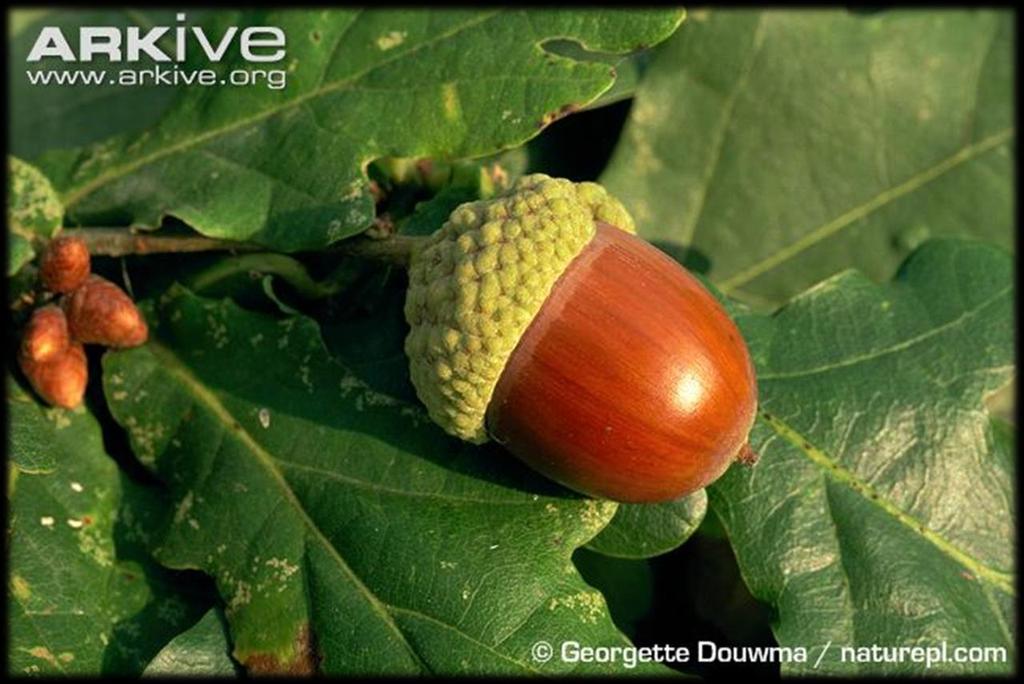 Fagaceae - Fruto: nuez, parcial o totalmente cubierta