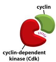 REGULACIÓN DEL CICLO CELULAR Proteínas cinasas o quinasas: activan o desactivan a otras proteínas por fosforilación.