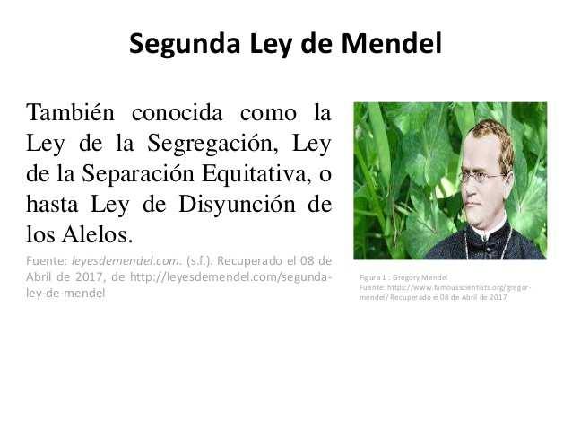 SEGUNDA LEY DE MENDEL Mendel cruzo plantas parentales amarillas y lisas con lineas puras de plantas