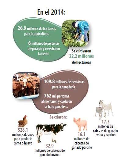 México: sector agroalimentario en cifras Tercer