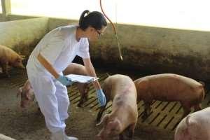 BPP en el manejo de animales, manejo sanitario y buen uso de fármacos veterinarios El manejo que recibe el animal