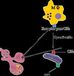 mecanismos oxido reductores, enzimas proteolíticas y citocinas. 2) los bacilos continúan multiplicándose.