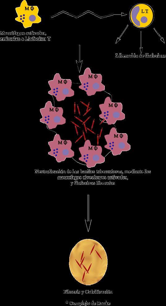 Fig. 4.8. Inmunidad Celular especifica. Como es demostrado en el diagrama, los macrófagos activados, estimulan a los linfocitos T, para que estos produzcan diversas linfocinas.